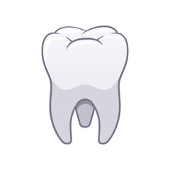 Molar teeth vector isolated white background.