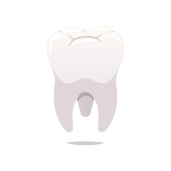 Molar teeth vector isolated white background.