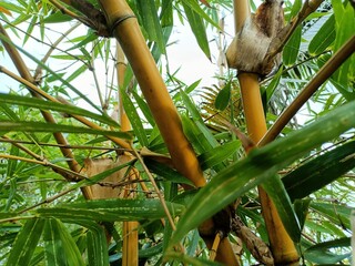 Bamboos are a diverse group of mostly evergreen perennial flowering plants making up the subfamily Bambusoideae of the grass family Poaceae.