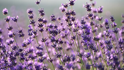 Naklejka premium Blooming lavender field. Beautiful purple flowers. Regional organic cultivation.