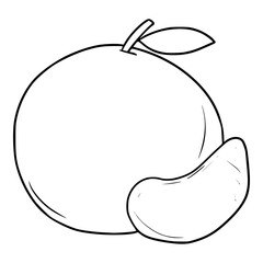 orange fruit illustration hand drawn outline sketch vector