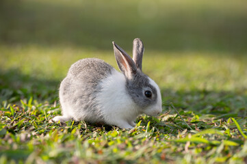 White and grey rabbit is eating grass.Selective focus.Rabbit is on nature background.