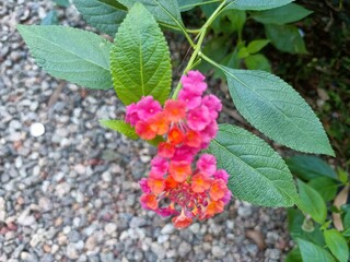 Lantana camara is a species of flowering plant within the verbena family, native to the American tropics.