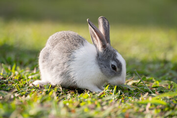 White and grey rabbit is eating grass.Selective focus.Rabbit is on nature background.