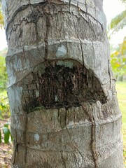 The coconut tree is a member of the palm tree family and the only living species of the genus...