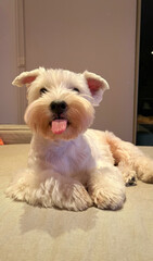 white terrier puppy sitting on a sofa with his tongue out