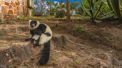 Obraz premium Charming lemur vari Varecia variegata is sitting on the stone steps, looking at the camera. Fluffy black and white fur, long tail, bright orange eyes, long toes.Madagascar. Nosy Soa Park.