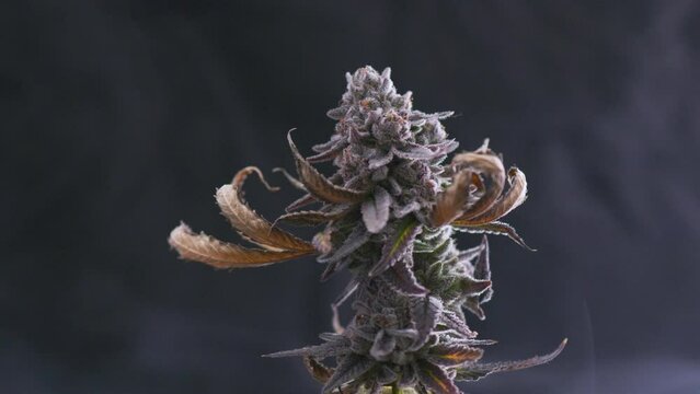 2 Cannabis, Motorized Rotating Display Stand and smoke effect, 2 videos