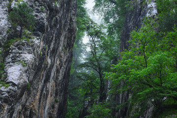 Fototapeta premium Trees on the rocks in the Assa River mountain gorge on a rainy day, Ingushetia Republic of Russia