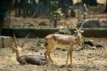 Chinkara deer or Indian gazelle is a species of gazelle