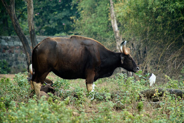 Indian Bison or Gaur (Bos gaurus) is the tallest species of wild cattle found in India 