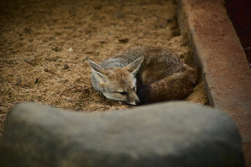 Fototapeta premium dwarf fox sleeping in the zoo