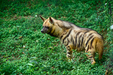 The striped hyena is a species of hyena native to North and East Africa, the Middle East, the Caucasus, Central Asia, and the Indian subcontinent.