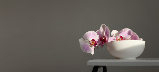 Fototapeta na wymiar Close up Pink phalaenopsis orchid flower on gray interior. Selective soft focus. Minimalist still life. Light and shadow nature horizontal long background.