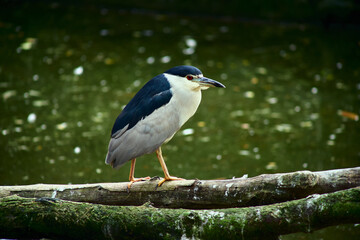 Black-crowned Night Herons are stocky birds compared to many of their long-limbed heron relatives.