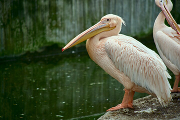 Fototapeta premium White Pelicans sitting on the rock