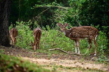 deer in the forest