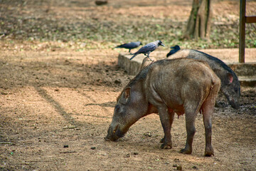 A female wild boar at forest Sus scrofa