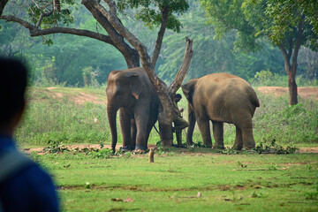 Two Elephants with mahout an Elephant trainer, rider or keeper 