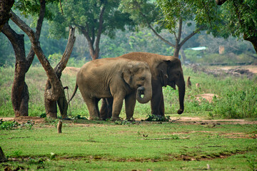 Two Elephants with mahout an Elephant trainer, rider or keeper 
