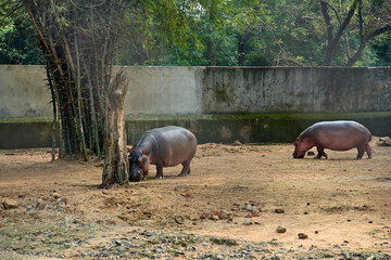 Nile hippopotamus in the Zoo