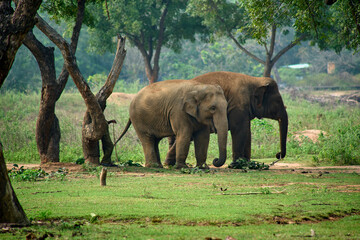 Two Elephants with mahout an Elephant trainer, rider or keeper 