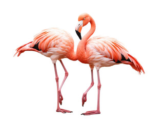 Fototapeta premium beautiful Flamingo isolated on a transparent background