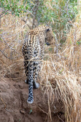 Male leopard in Krueger National Park in South Africa RSA