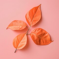 Photo of orange leaf sits on isolated background