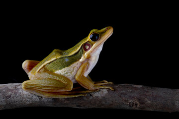 The Common Green Frog (Hylarana erythraea). It lives in Southeast Asia and is also known as Green Paddy Frog, Red-eared Frog or Leaf Frog.