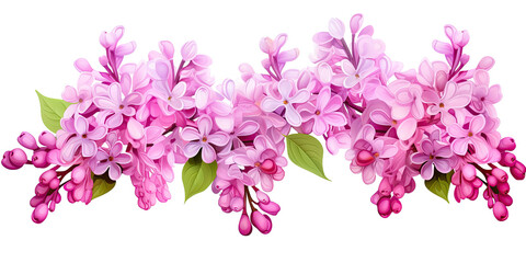 Pink lilac, spring flowers, isolated or white background 