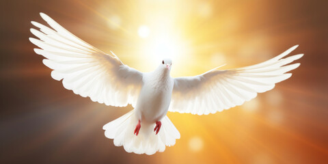 Obraz premium Flying white dove on sunset sky background. Concept of peace and love.