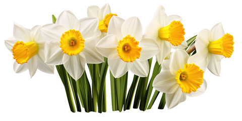 Yellow and white daffodil, spring flowers, isolated or white background 