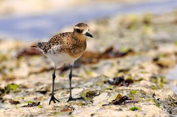 Pacific golden plover // Pazifischer Goldregenpfeifer, Sibirischer Goldregenpfeifer (Pluvialis...