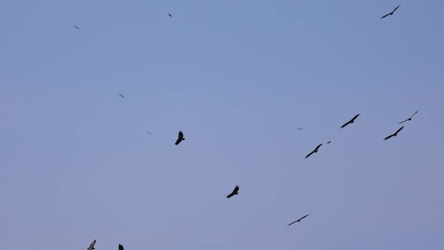 Circling vultures over a carcass