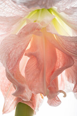Details of a amaryllis in bloom on white background