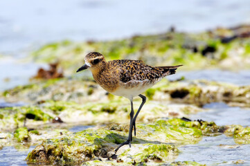 Pazifischer Goldregenpfeifer, Sibirischer Goldregenpfeifer // Pacific golden plover (Pluvialis fulva)