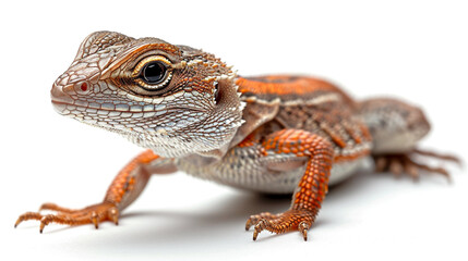 Detailed cute lizard on a white background