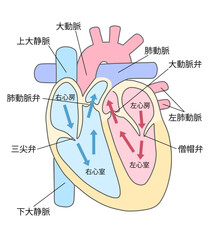 Obraz premium 心臓の断面図と血流のイラスト１カラー