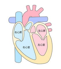 心臓の断面図２カラー