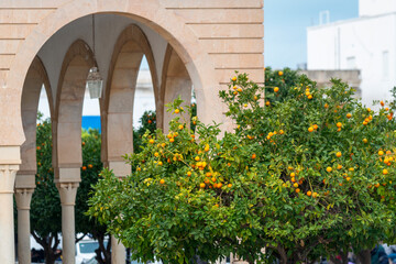Orangers dans la ville de Carthage en Tunisie