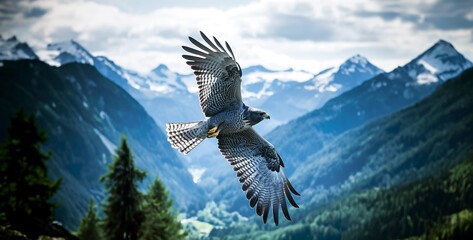 eagle in the sky, Photograph of a blue-gray hawk soaring over a mountain valley in spring - obrazy, fototapety, plakaty