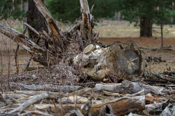 Dry and fallen trees in the forest.