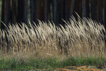 Stems of dry grass in backlight. Background.