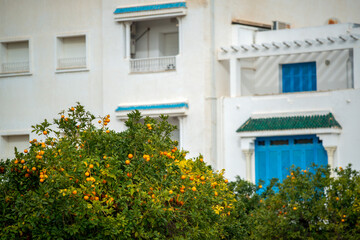 Fototapeta na wymiar Orangers dans la ville de Carthage en Tunisie