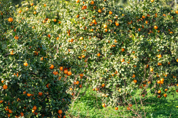 Plantation d'orangers en Tunisie
