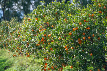 Plantation d'orangers en Tunisie
