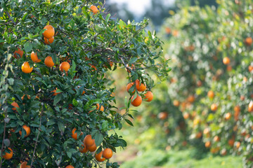 Plantation d'orangers en Tunisie