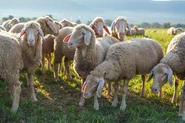 Eine Schafherde auf einer Weide an einem Sonnigen Tag