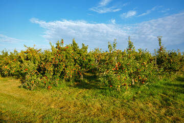 Apfelbaumplantage mit roten Äpfeln